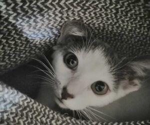 Simon