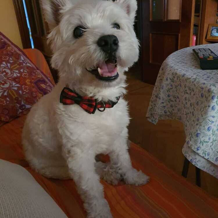 Foto de perfil de M.Carmen Caballero