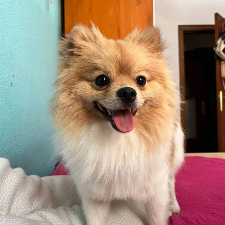 Foto de perfil de romenc