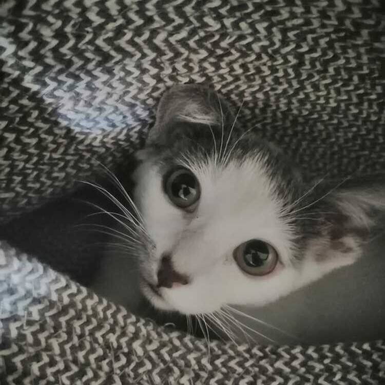 Foto de perfil de Simon
