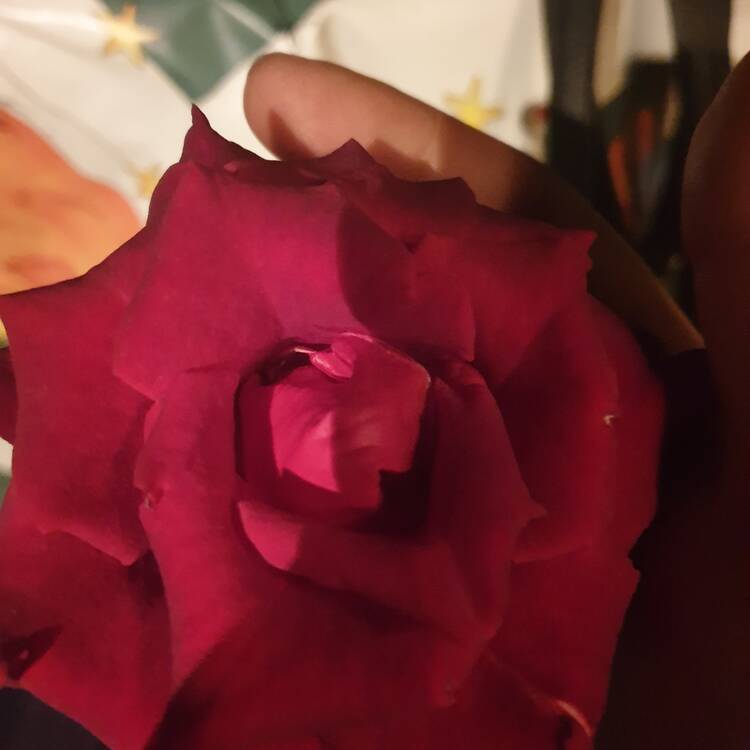 Foto de perfil de Silvia
