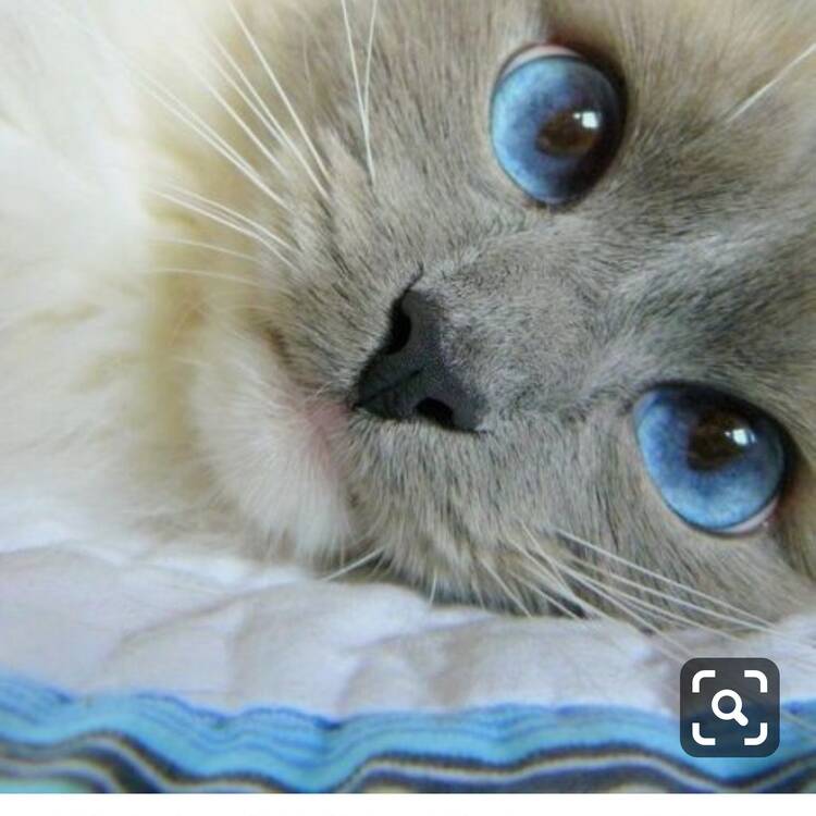 Foto de perfil de gema